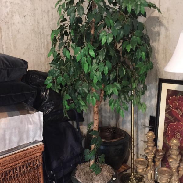 Photo of Tall artificial ficus tree