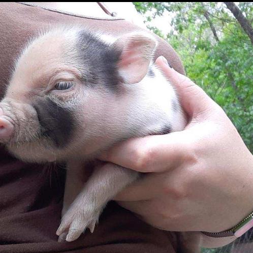 Photo of Pot belly pigs 574-204-3729