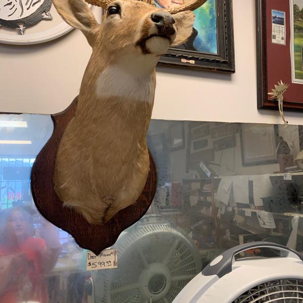 Photo of Deer Head