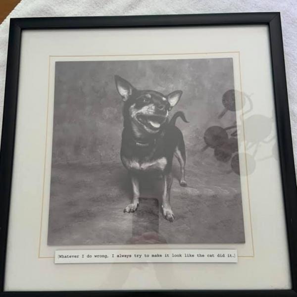 Photo of Cute Picture - black pic frame of chihuahua