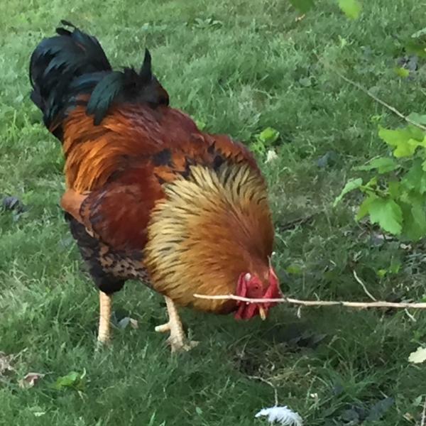Photo of Free Rooster 