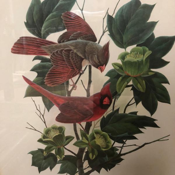 Photo of John Ruthven The Cincinnati Nature Center Cardinals Framed Print Signed 269/1000