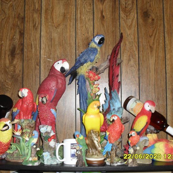 Photo of My  PARROT  collection