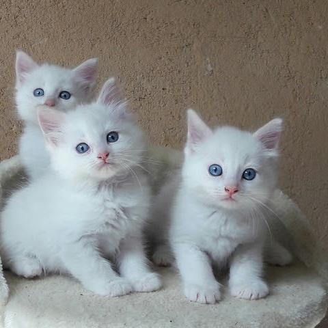Photo of Pure Stunning Fluffy Ragdoll Female & Male Available #*&*syc^