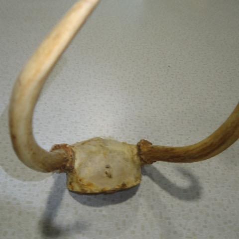 Photo of Small horns