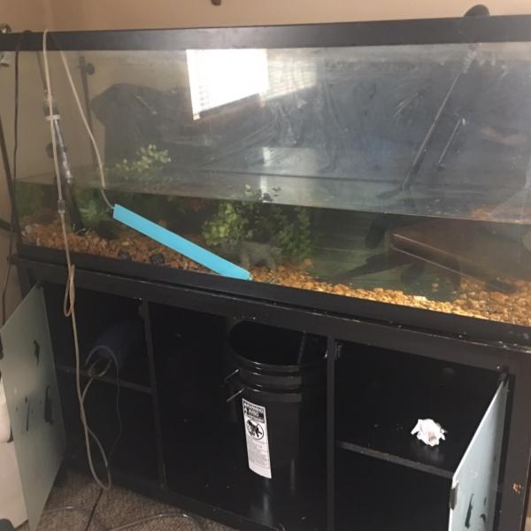 Photo of Black sucker fish & Tank