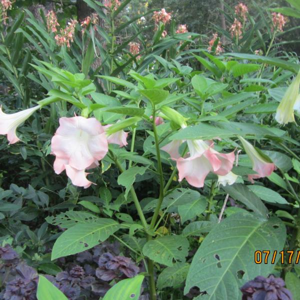 Photo of Angel Trumpet Plants