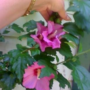 Photo of Rose of Sharon Hibiscus Pink x 20+ Seeds