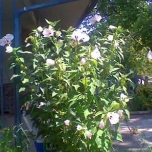 Photo of White Hardy Hibiscus x 20+ Seeds