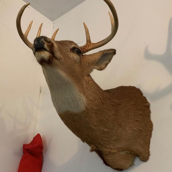 Photo of Deer mount ! 