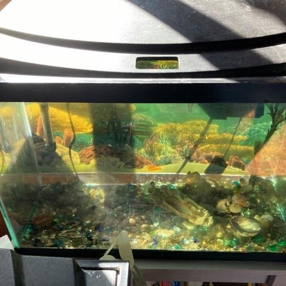 Photo of 2 fish tanks 20 gallons