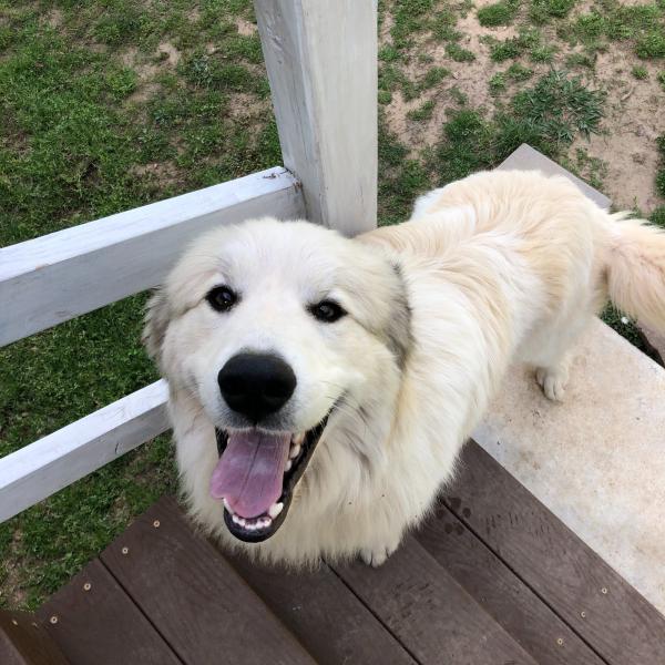 Photo of Adult Male Great Pyrenees
