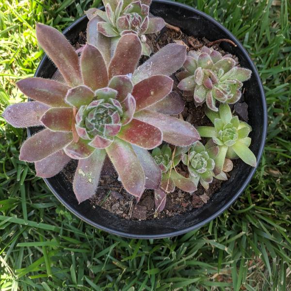 Photo of Hen and Chicks Live Healthy Plants