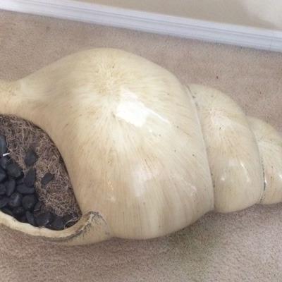 Photo of Oversized shell