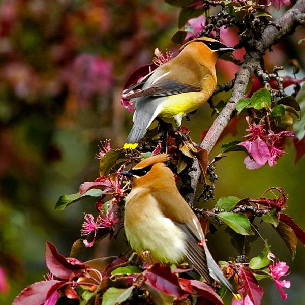Photo of Love Birds