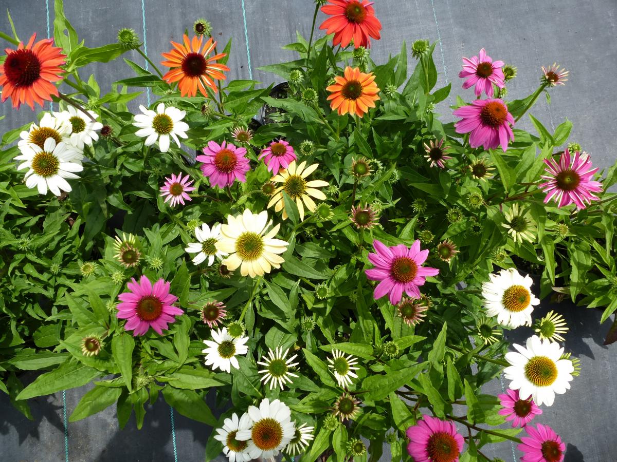 DISCOUNT PLANTS (PERENNIALS 7.50 EACH...HANGING BASKETS 11.50 EACH