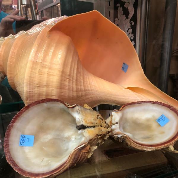 Photo of Fantastic Collection of Exotic Shells Large Rare Beachy Nautical