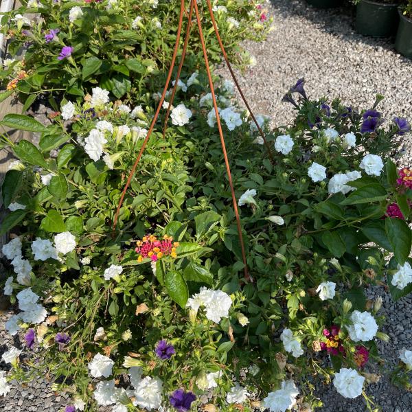 Photo of Clearance! Flowering Baskets $5