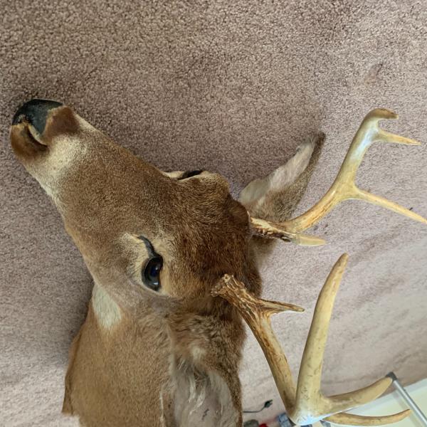 Photo of Deer head