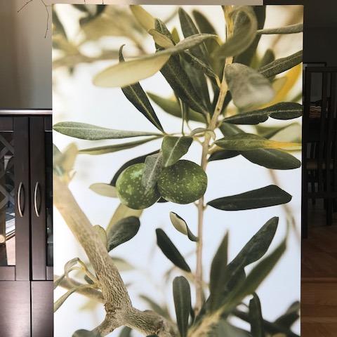 Photo of olive tree photo canvas (extra large)