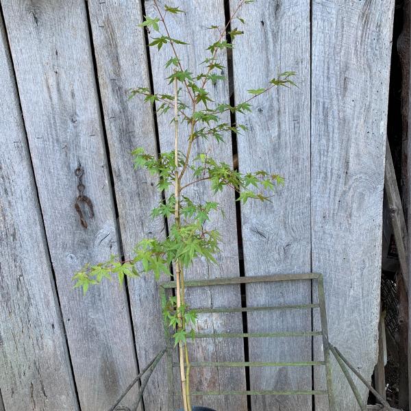 Photo of Japanese Maple seedlings for sale