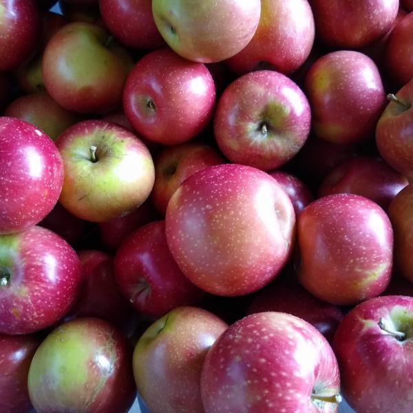 Photo of Organic Apples $1.50/lb