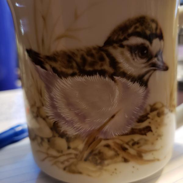 Photo of Hand Painted Killdeer Chick Mug (Charadrius Vociferus) 