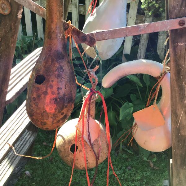 Photo of Festive gourds