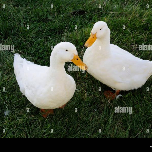 Photo of 2 free female pekin ducks