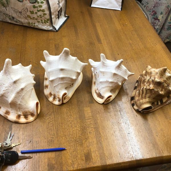 Photo of Conch Bullmouth Shells Large