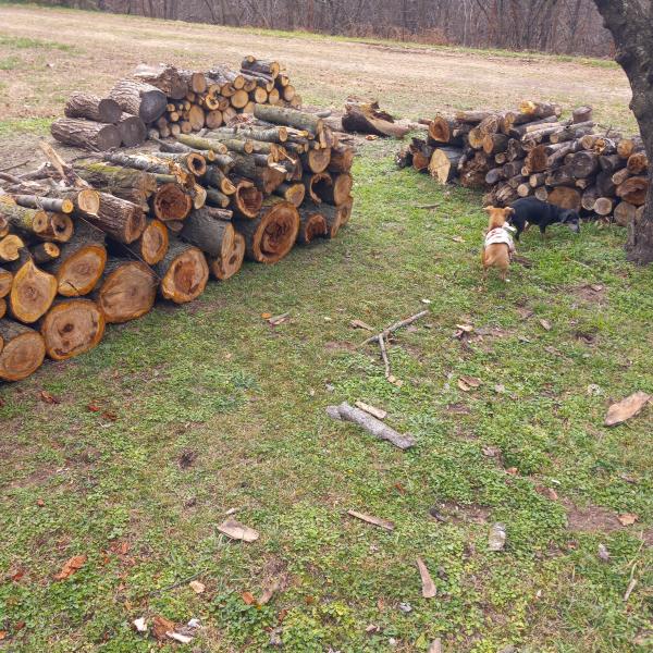 Photo of Hardwood firewood
