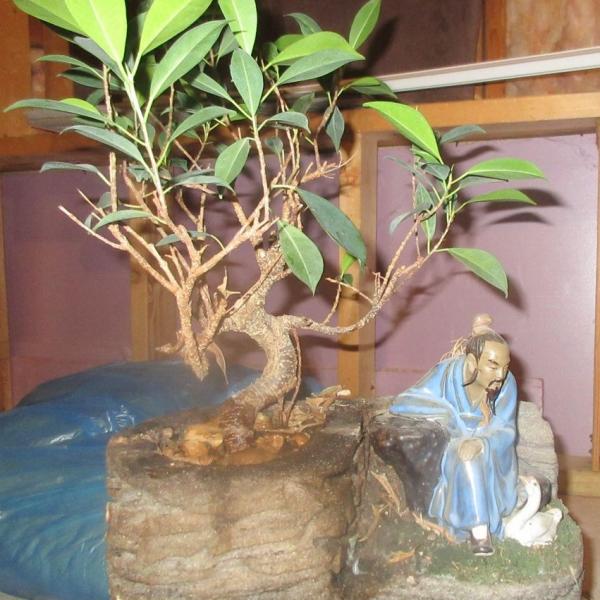 Photo of Bonsai Tree With Figurine