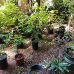 5 gal Japanese Maples and Other Plants