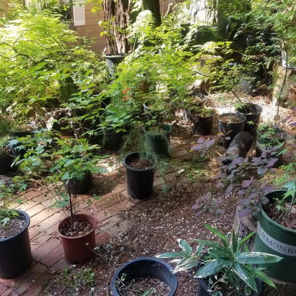 Photo of 5 gal Japanese Maples and Other Plants