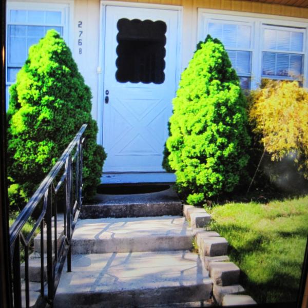 Photo of FREE - 2 dwarf arborvitae spruce and 1 golden thread cypress