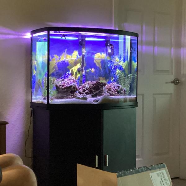 Photo of 40 gal salt water aquarium complete