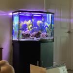 40 gal salt water aquarium complete