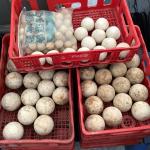 143 Chattahoochee River Water Filtration Balls ( 9 Crates )