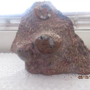 Photo of vintage ammonite nautilus 3 cluster polished large specimen heavy fossil