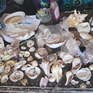 Photo of Seashells 