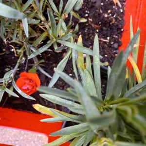 Photo of Mini carnation plants