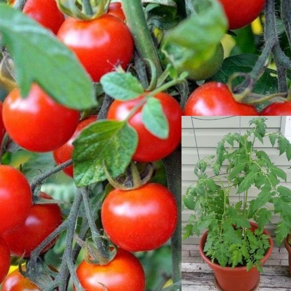 Photo of Tomato Celebrity Slicer Tomato medium size fruit plant  1 Gallon