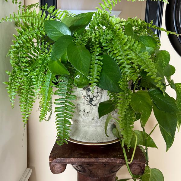 Photo of Plant - Potted Fern & Pothos