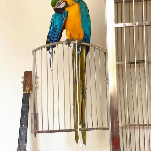 Photo of Macaw