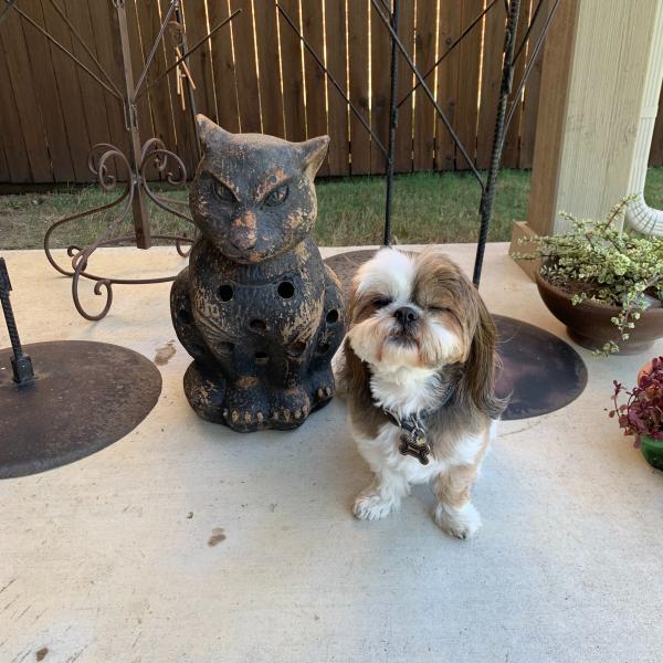 Photo of Large Pottery of Evil Looking Cat Chimenea or Flowerpot