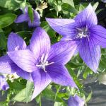 WHOLESALE PLANTS Best prices on Annuals-Perennials-Hanging-Baskets-Houseplants