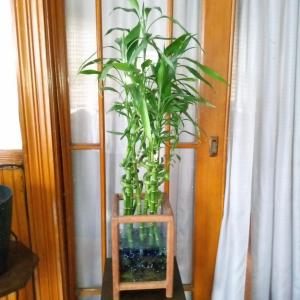 Photo of Chinese plants in a square glass vase 