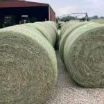 hay for animals
