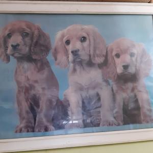 Photo of Framed print of puppies