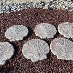 Lot 501R: Seashell Stepping Stones